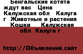 Бенгальские котята ждут вас › Цена ­ 20 000 - Калужская обл., Калуга г. Животные и растения » Кошки   . Калужская обл.,Калуга г.